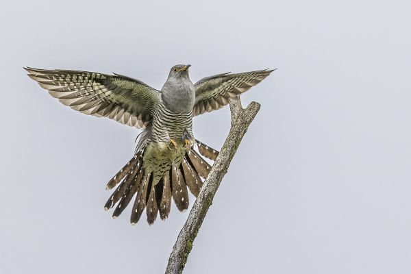 Common cuckoo