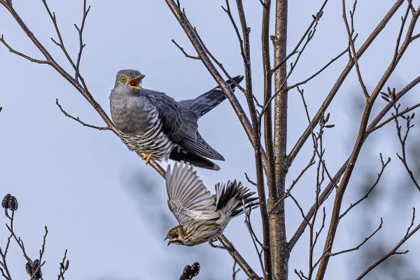 Commom cuckoo