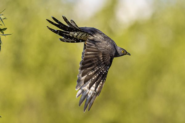 Common cuckoo