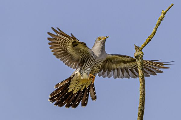 Commom cuckoo