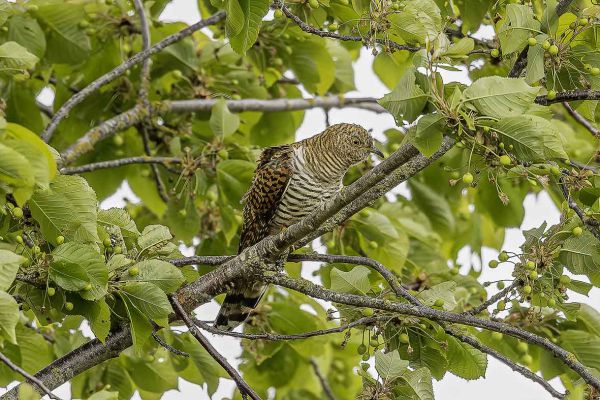 Common Cuckoo