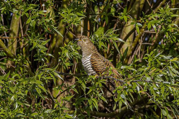 Common Cuckoo