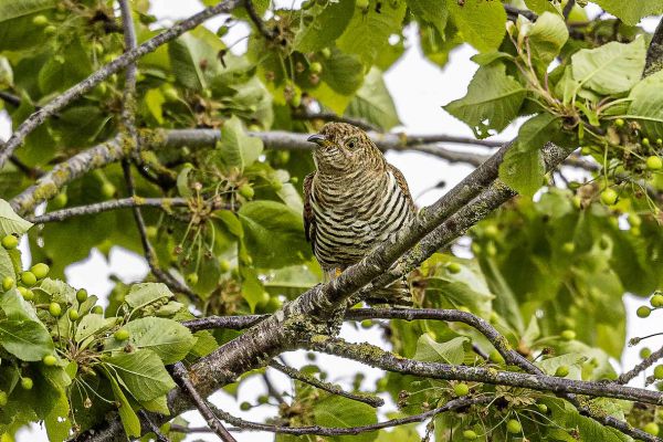 Common Cuckoo