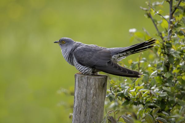 Common cuckoo