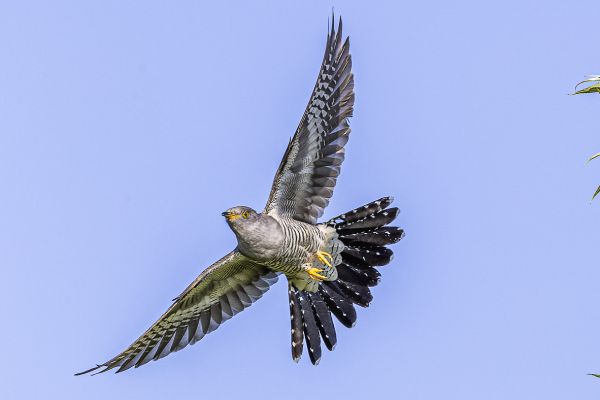 Common Cuckoo