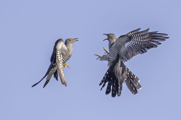 Common Cuckoo