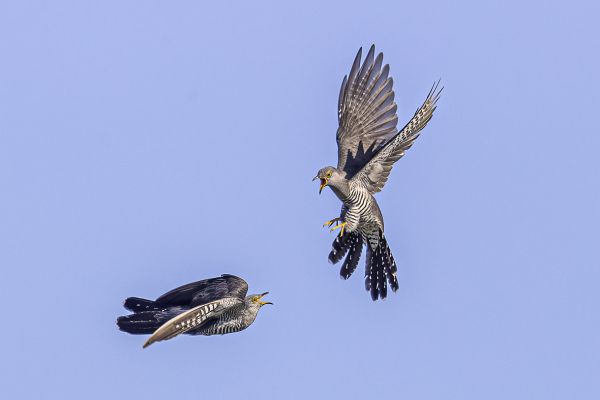 Common Cuckoo