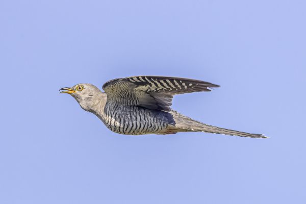 Common Cuckoo