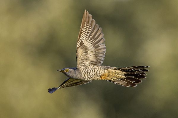 Common  Cuckoo