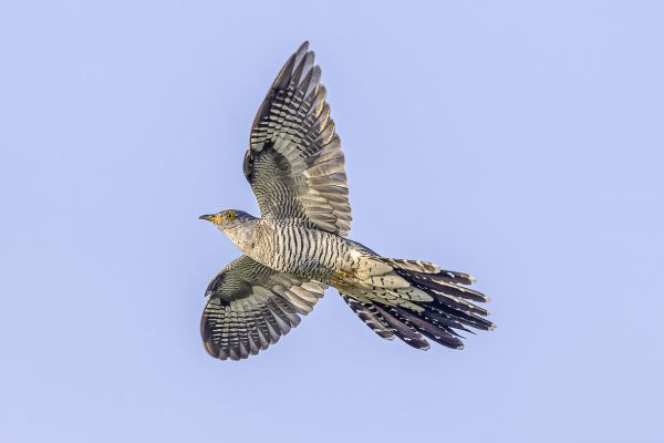 Common  Cuckoo