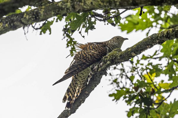 Common  Cuckoo