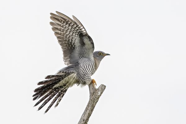 Common Cuckoo