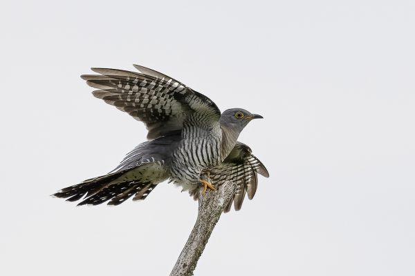 Common Cuckoo