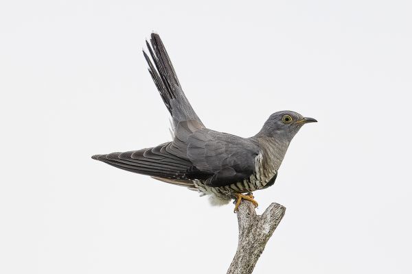 Common cuckoo