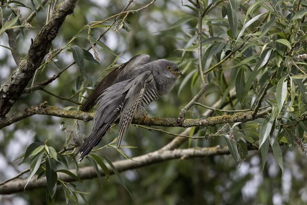 Common Cuckoo