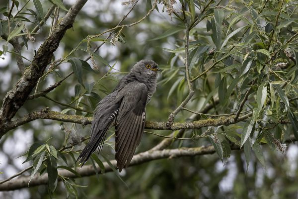 Koekoek