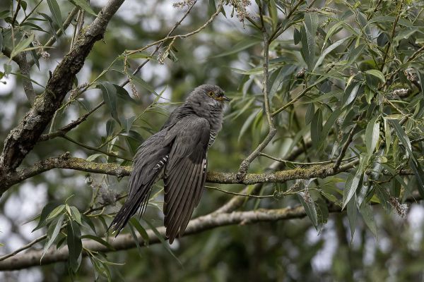 Common Cuckoo