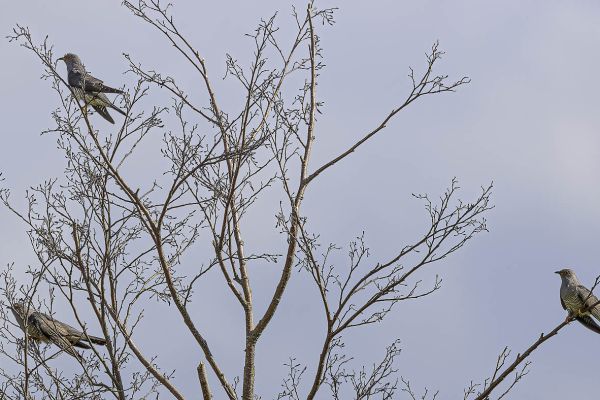 Common Cuckoo