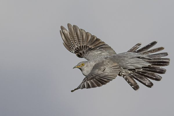 Common Cuckoo