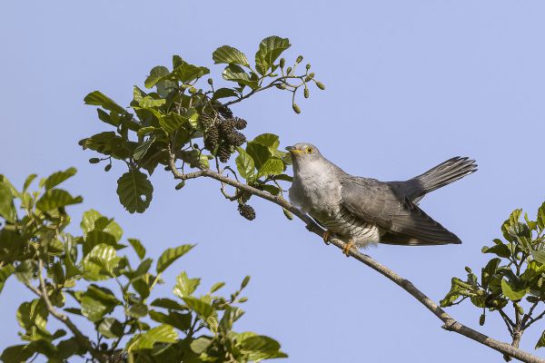 Common Cuckoo