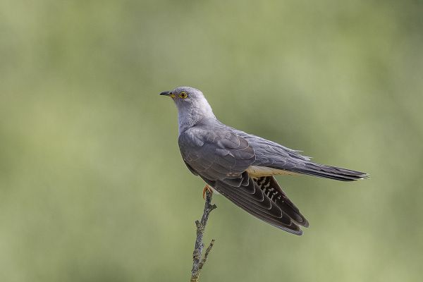Common Cuckoo