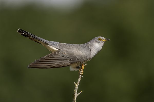 Common Cuckoo