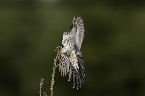 Common Cuckoo
