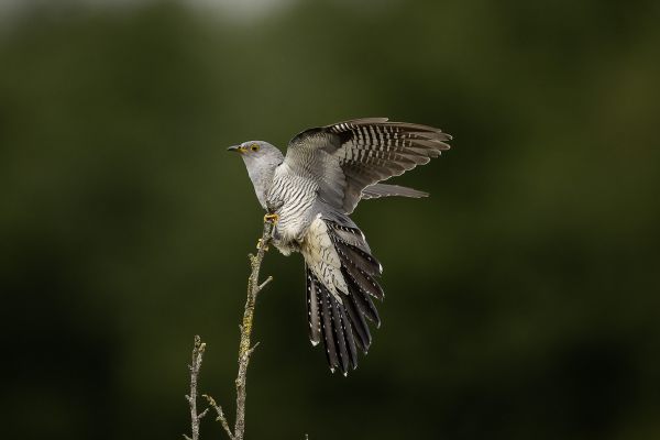 Common Cuckoo