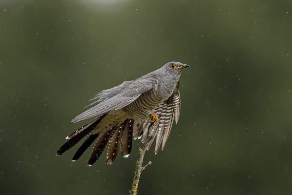 Common Cuckoo