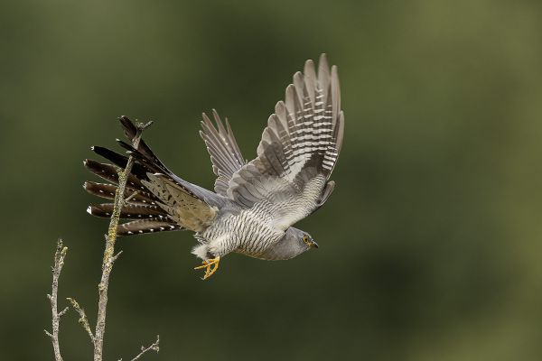 Common Cuckoo