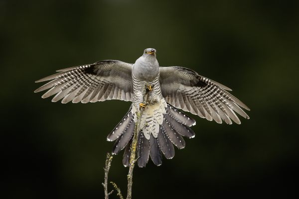 Common Cuckoo