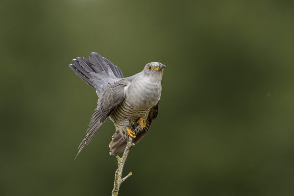 Common Cuckoo