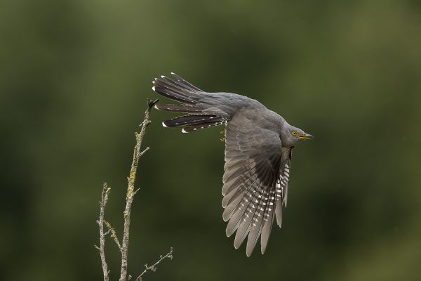 Common Cuckoo
