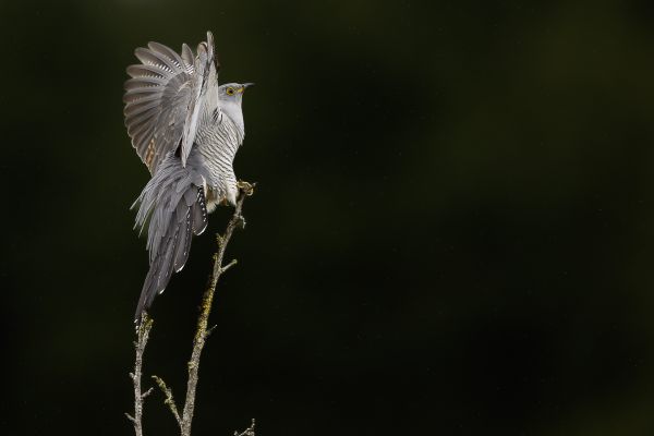 Common Cuckoo