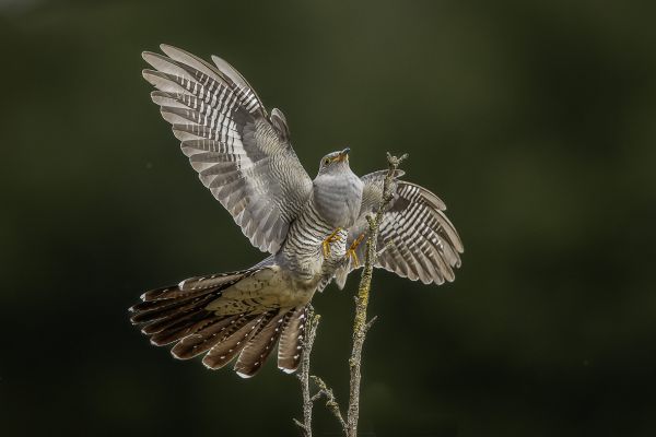 Common Cuckoo