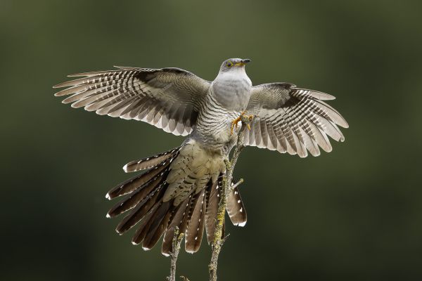 Common Cuckoo