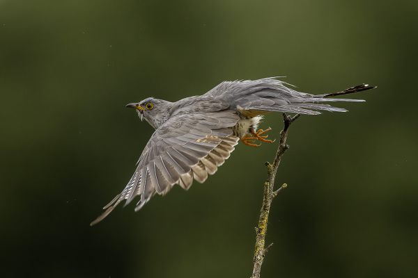 Common Cuckoo