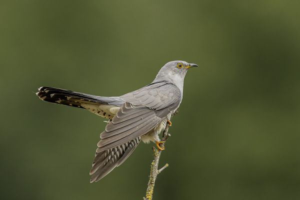 Common Cuckoo
