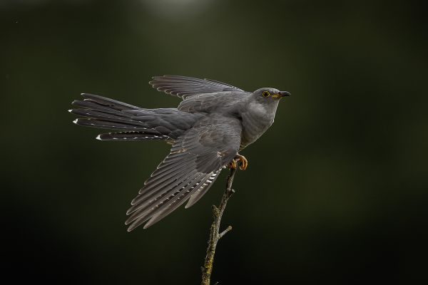 Common Cuckoo
