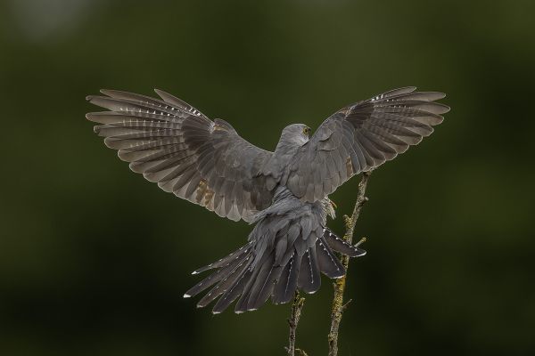 Common Cuckoo