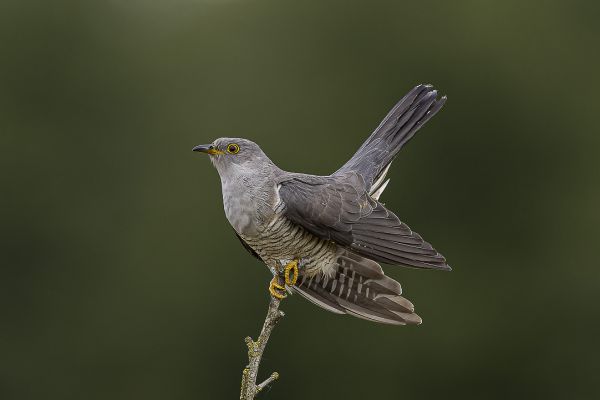 Common Cuckoo