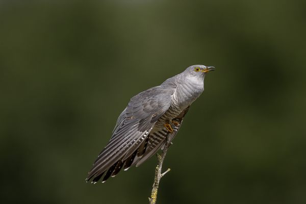 Common Cuckoo
