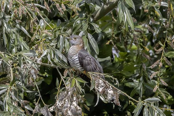 Common Cuckoo