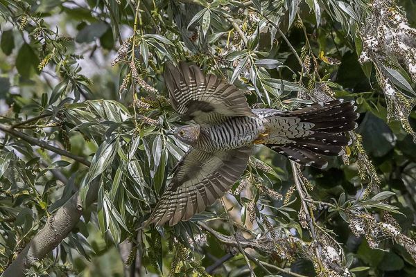 Common Cuckoo