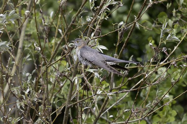 Common Cuckoo