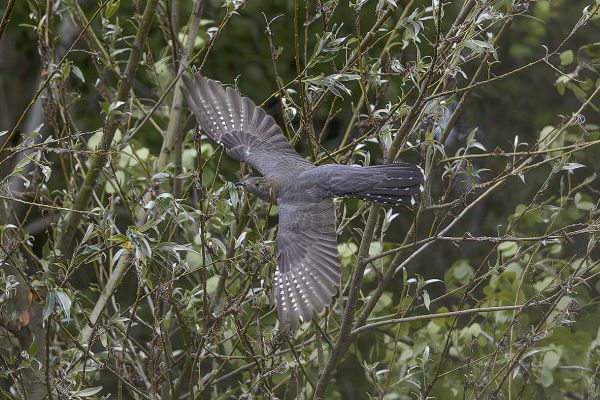 Common Cuckoo