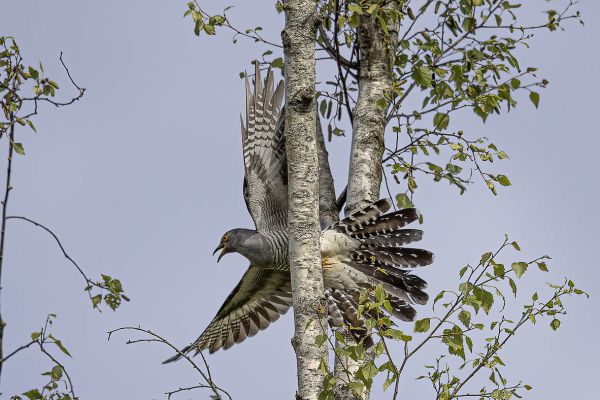 Common Cuckoo