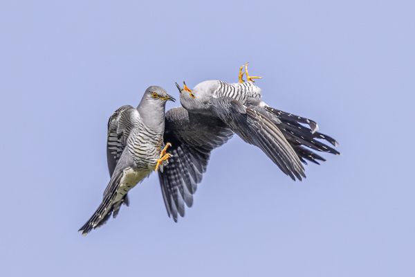 Common Cuckoo