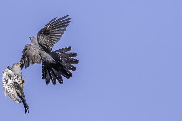 Common Cuckoo
