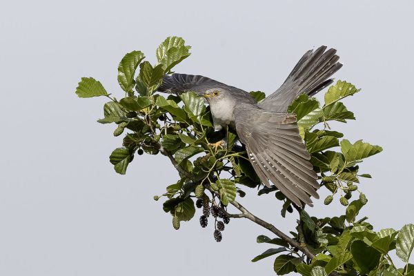 Common Cuckoo